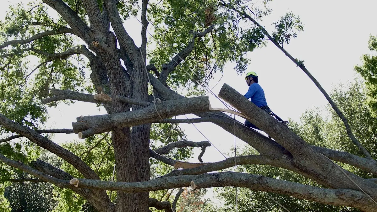 Professional Crown Thinning performed by certified arborists in Arbela