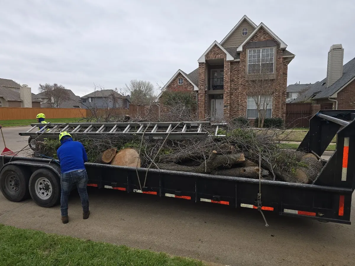 Expert Tree Pest Control with proper safety equipment in Arbela